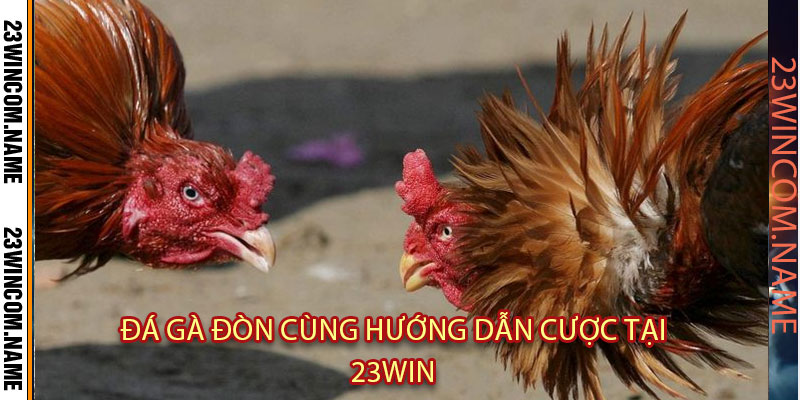 Đá gà đòn cùng hướng dẫn cược tại 23Win