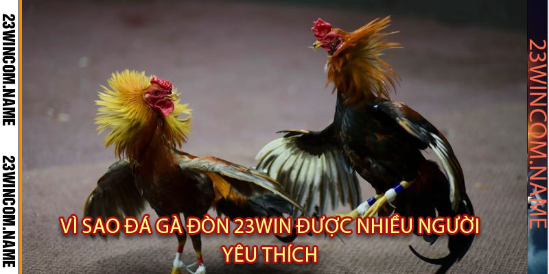 Vì sao đá gà đòn 23Win được nhiều người yêu thích