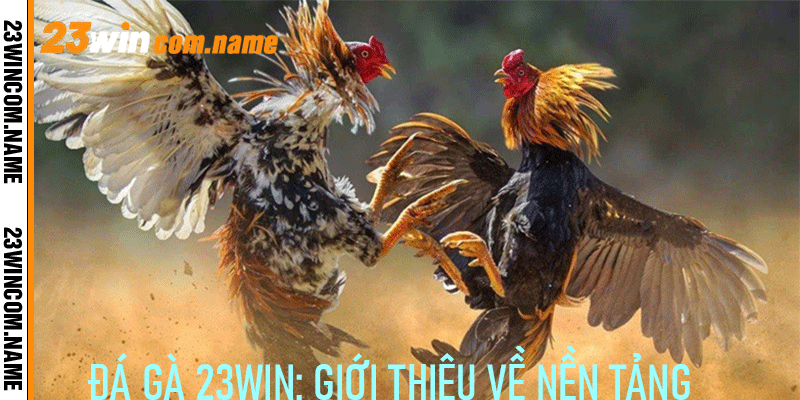 Đá Gà 23Win: Giới Thiệu Về Nền Tảng