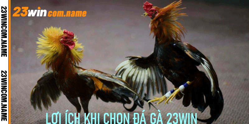 Lợi Ích Khi Chọn Đá Gà 23Win
